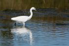 egret_230615a.jpg