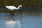 egret_230615b.jpg