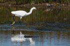 egret_230615d.jpg