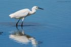 egret_230615e.jpg