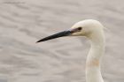 egret_LM_050419a.jpg