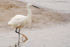 egret_LM_050419b.jpg