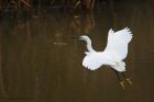 egret_PF_090120a.jpg