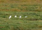 egrets_031107a.jpg