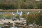 egrets_270615a.jpg