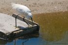 egrets_270615b.jpg