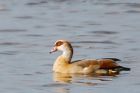 egyptianGoose_PF_171019a.jpg