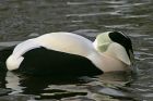 Filename=eider-2701d.jpg
Filesize=107KB
Dimensions=800x532
Date added=Nov 14, 2008 eider-2701d.jpg