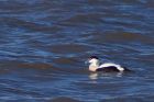 eider_041112a.jpg