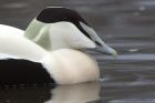 eider_130213a.jpg