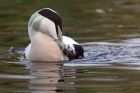 eider_131011a.jpg