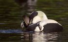 eider_131011e.jpg