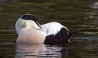 eider_131011j.jpg