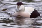 eider_171011a.jpg