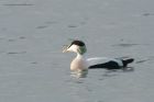 eider_191015a.jpg