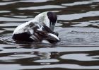 Filename=eider_200110b.jpg
Filesize=225KB
Dimensions=1000x714
Date added=Jan 31, 2010 eider_200110b.jpg