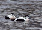 eider_200110e.jpg