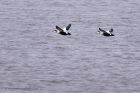 Filename=eider_220211a.jpg
Filesize=195KB
Dimensions=1000x667
Date added=Feb 24, 2011 eider_220211a.jpg