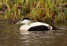 eider_250208a.jpg