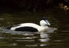 eider_270108a.jpg