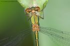 Filename=emerald_150612j.jpg
Filesize=199KB
Dimensions=1000x667
Date added=Oct 10, 2012 emerald_150612j.jpg