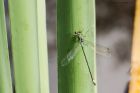 emerald_HB_280723b.jpg