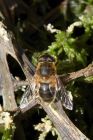 eristalis_190414a.jpg