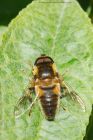 eristalis_pertinax_190416a.jpg