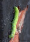 eyedHawkMoth_180910a.jpg