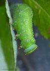 Filename=eyedHawkMoth_180910b.jpg
Filesize=267KB
Dimensions=714x1000
Date added=Sep 19, 2010 eyedHawkMoth_180910b.jpg