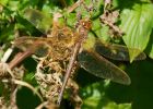 Filename=fBrownHawker_290807aa.jpg
Filesize=218KB
Dimensions=850x613
Date added=Aug 09, 2008 fBrownHawker_290807aa.jpg