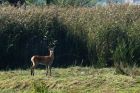 fawn_050914a.jpg