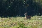 fawn_050914e.jpg