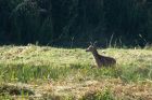 fawn_050914h.jpg