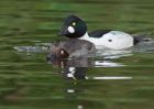 Filename=femaleGoldeneye_110510e.jpg
Filesize=204KB
Dimensions=1000x714
Date added=May 13, 2010 femaleGoldeneye_110510e.jpg