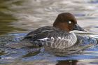 femalegoldeneye_2701a.jpg