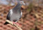 feralPigeon_020411b.jpg