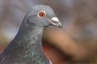 feralPigeon_020411d.jpg