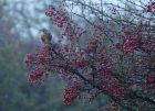 fieldfare_051208a.jpg