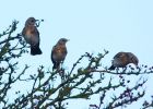 fieldfare_051208b.jpg