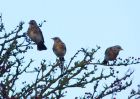 fieldfare_051208c.jpg