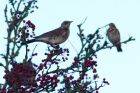 fieldfare_051208f.jpg