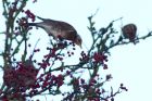 fieldfare_051208g.jpg