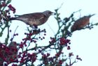 fieldfare_051208i.jpg