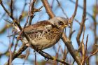 fieldfare_061215a.jpg