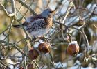 fieldfare_09012010c.jpg