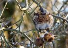 fieldfare_09012010e.jpg