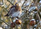 fieldfare_09012010f.jpg