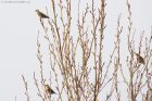 fieldfare_121115a.jpg