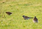 fieldfare_121208a.jpg